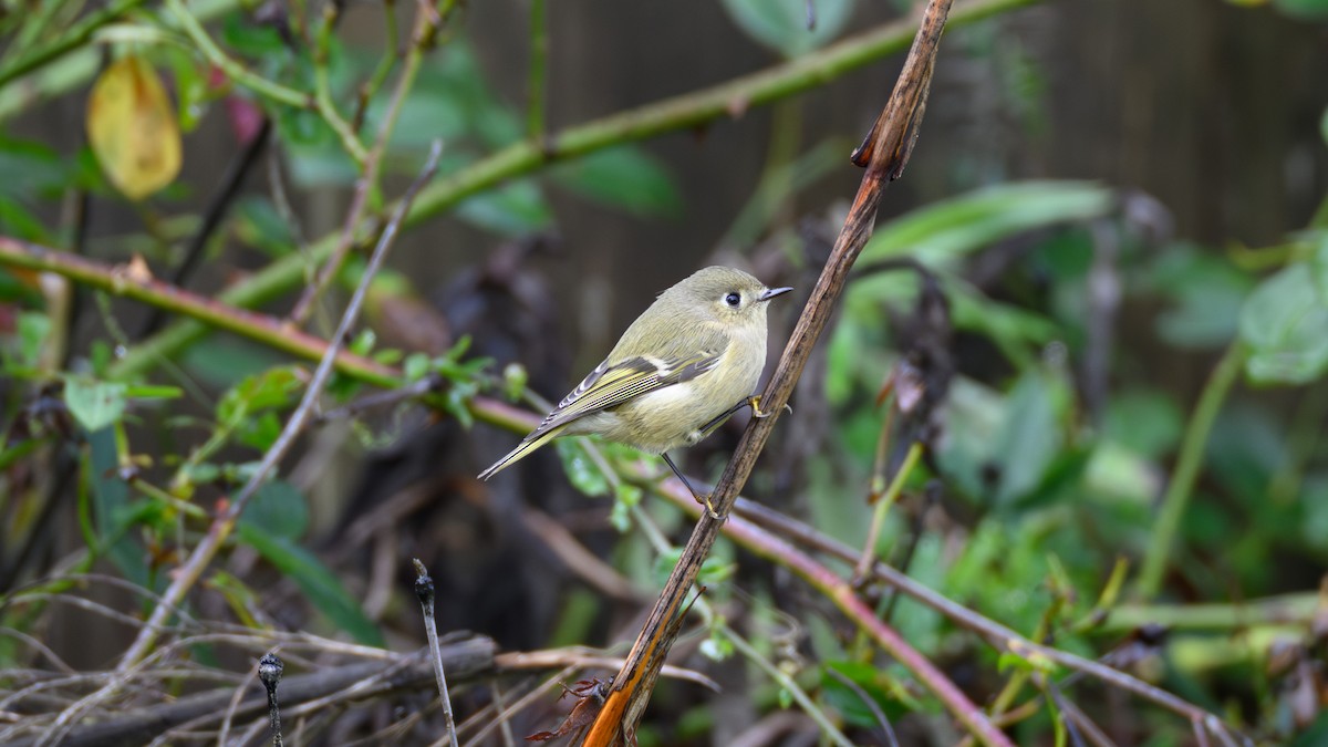 rubinfuglekonge - ML645559521