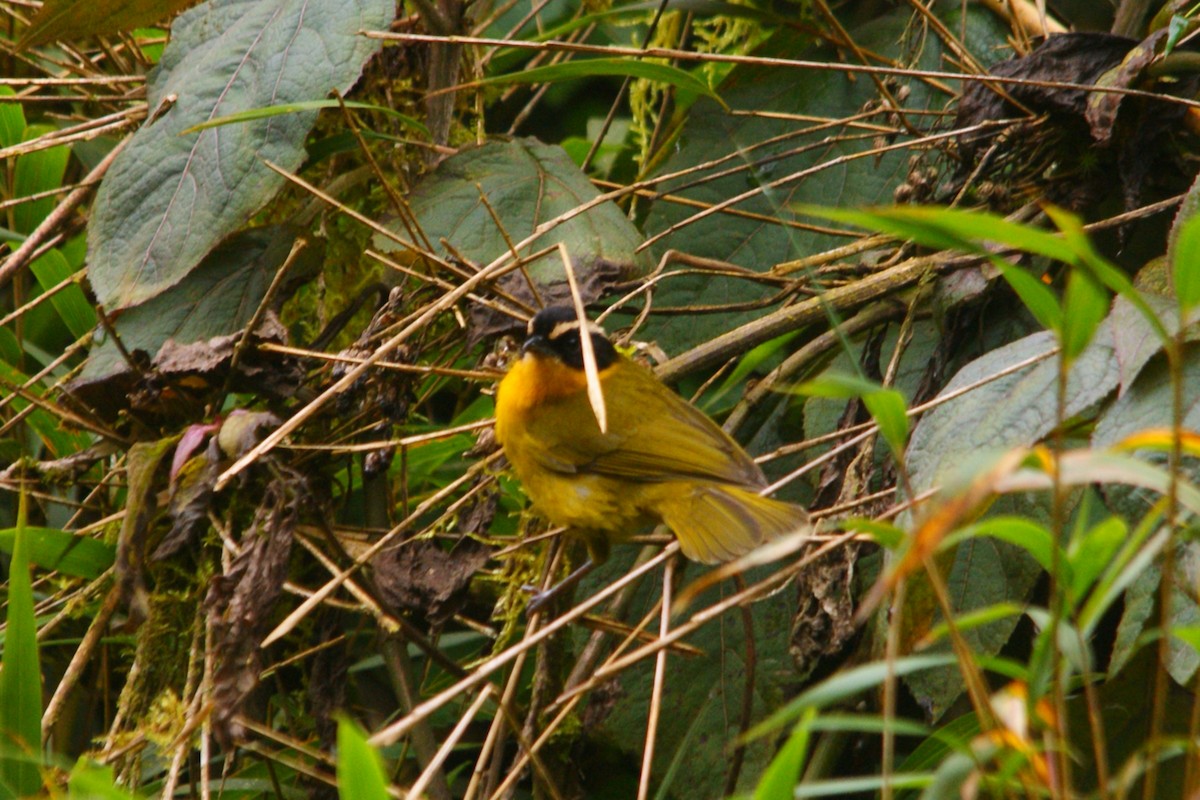 Black-capped Hemispingus (White-browed) - ML645559525