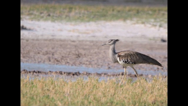 Kori Toyu - ML645559542