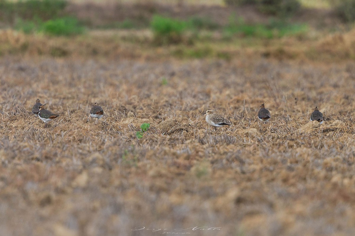 Хээрийн хавтгаалж - ML645559543