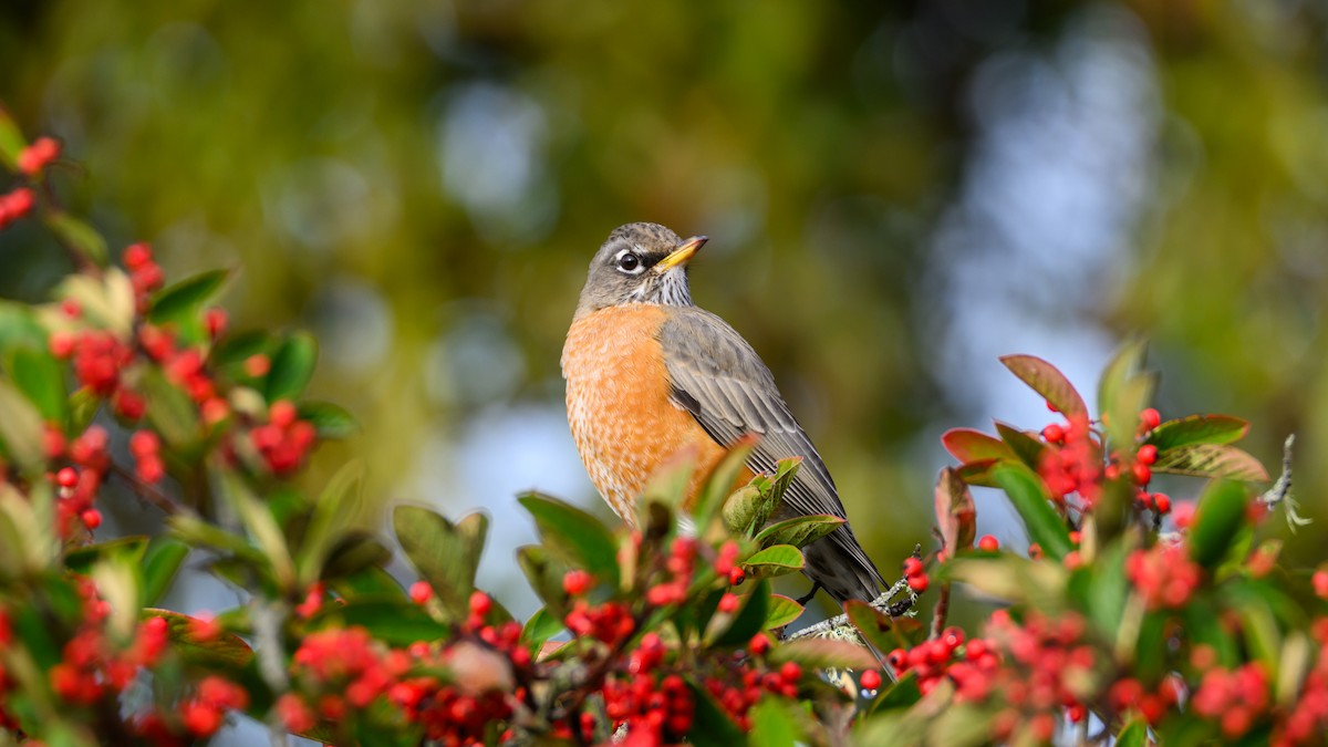 vandretrost - ML645559545