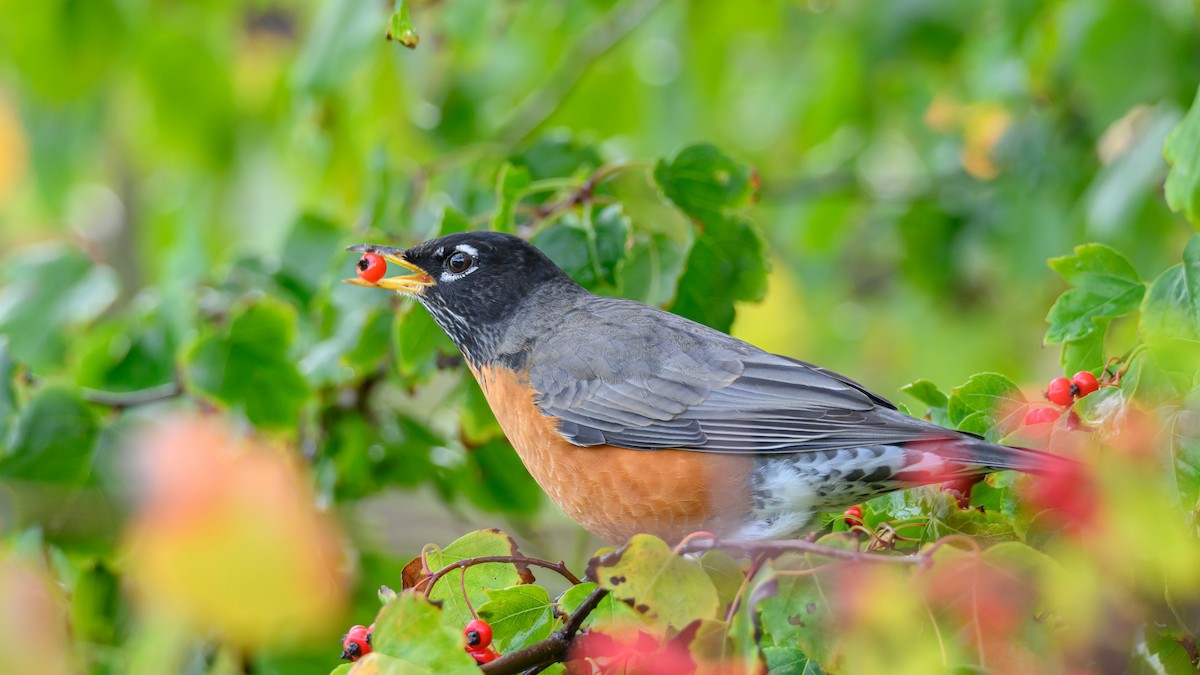 vandretrost - ML645559546