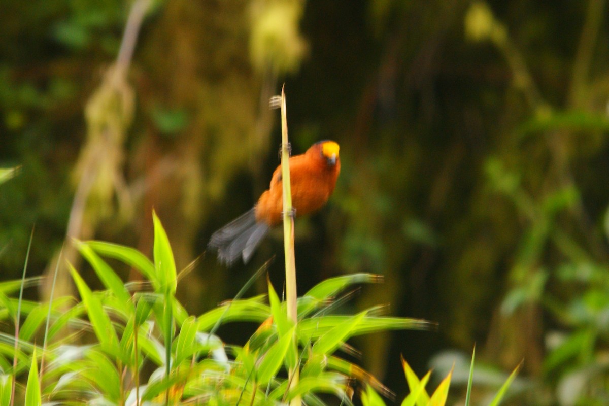 Plushcap - ML645559551