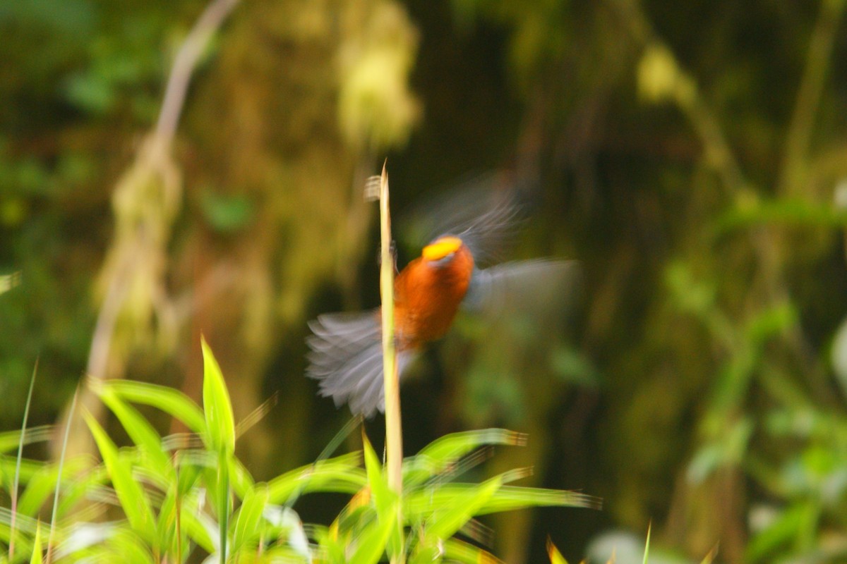 Plushcap - ML645559552