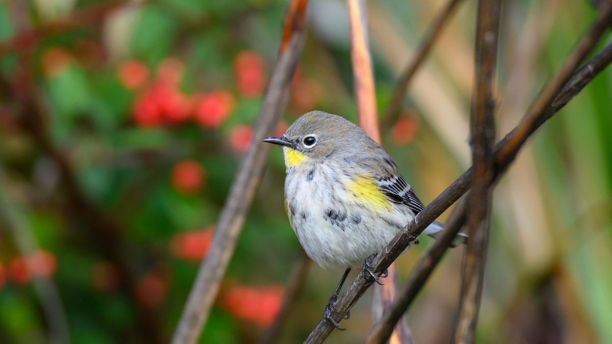 myrteparula - ML645559562