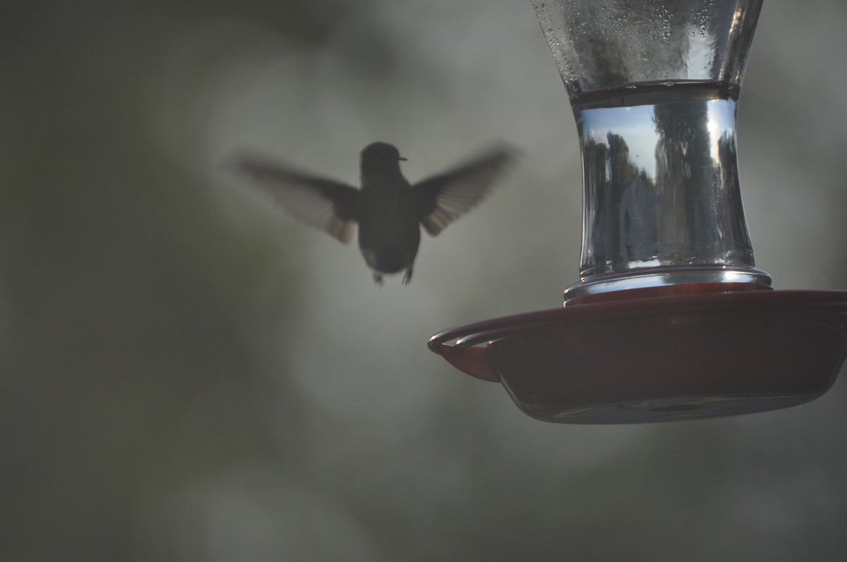 Колібрі рубіновогорлий - ML645559582