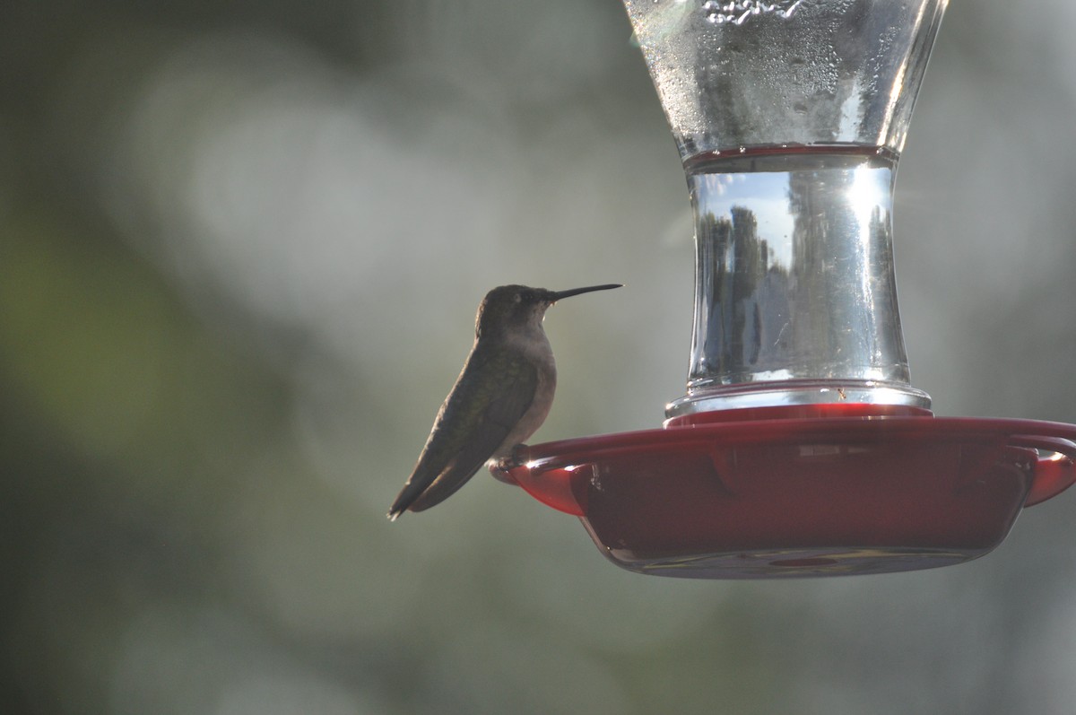 Колібрі рубіновогорлий - ML645559584