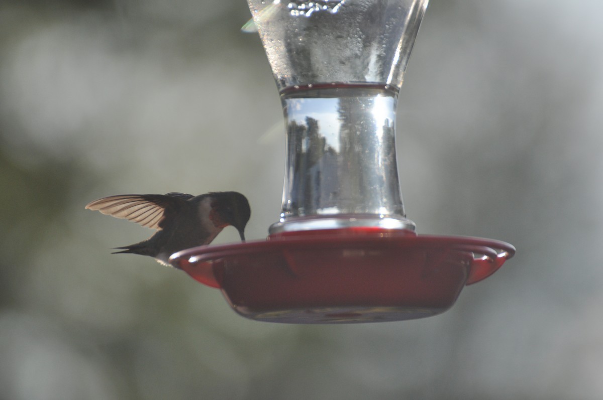 Колібрі рубіновогорлий - ML645559585