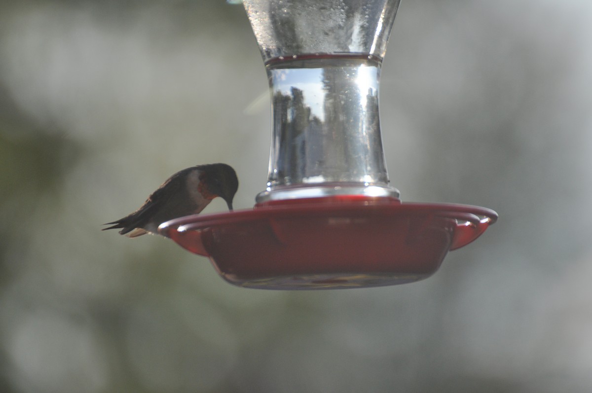 Колібрі рубіновогорлий - ML645559586