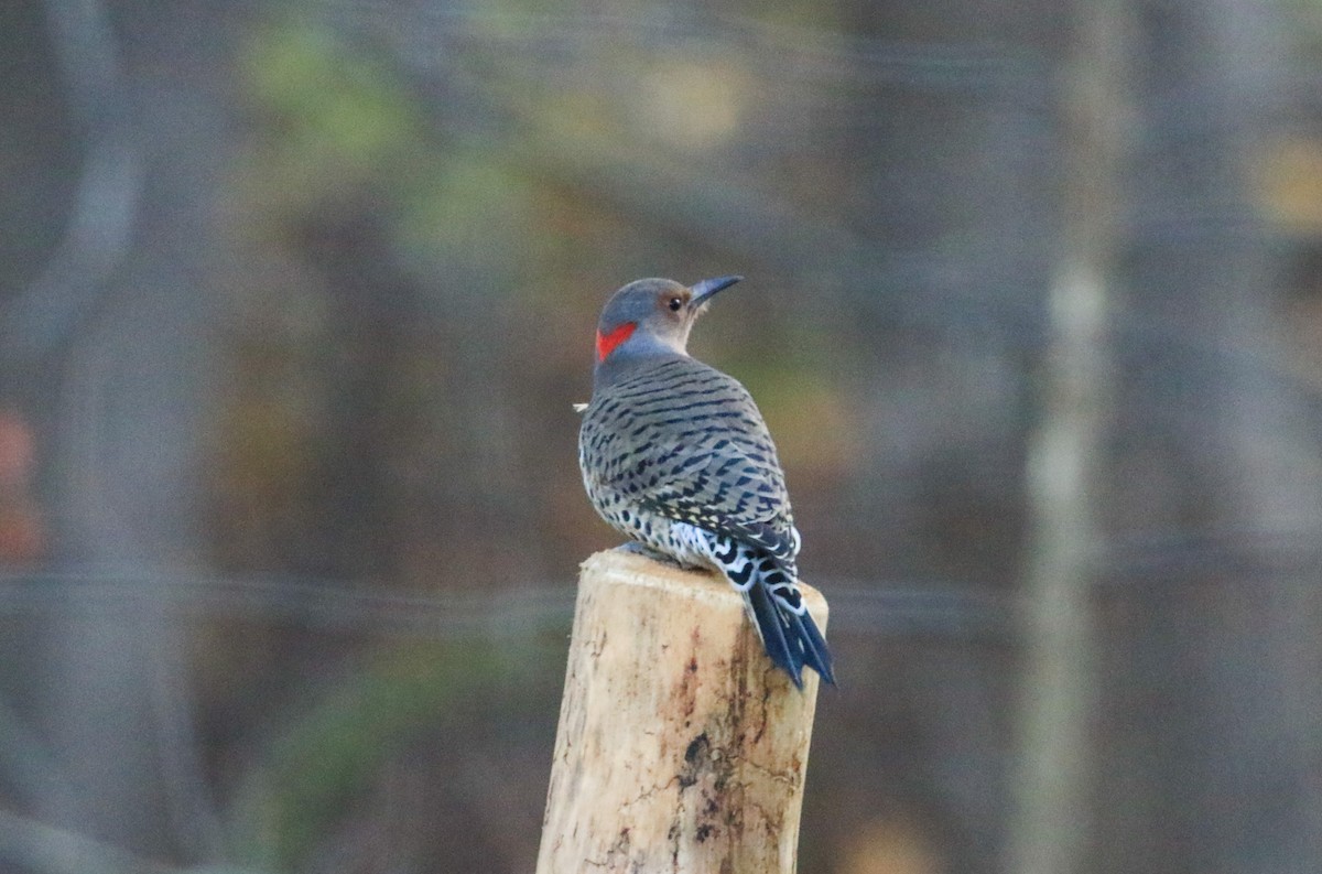 Altın Ağaçkakan - ML645559588