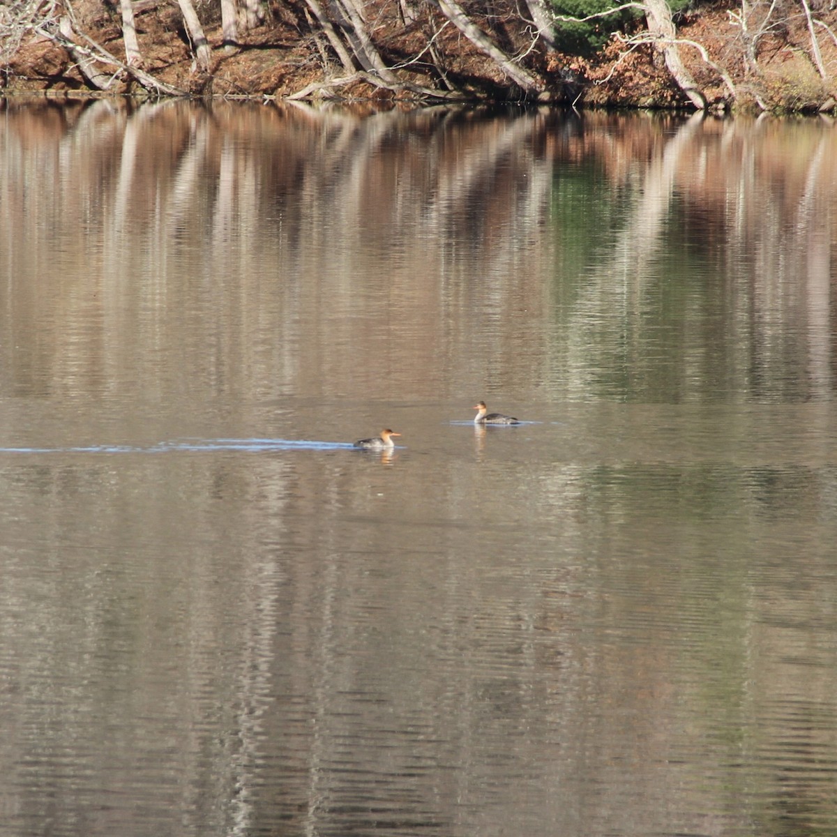 Red-breasted Merganser - ML645559597