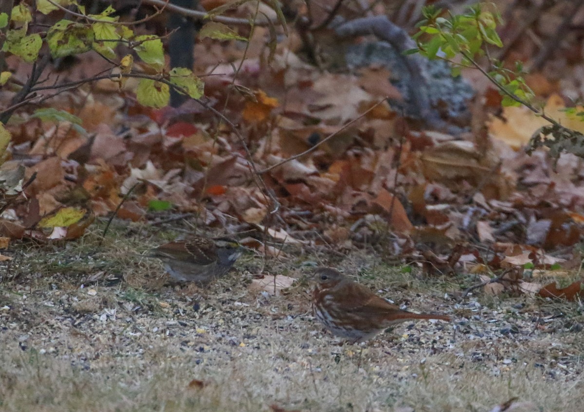 Tilki Renkli Serçe - ML645559600