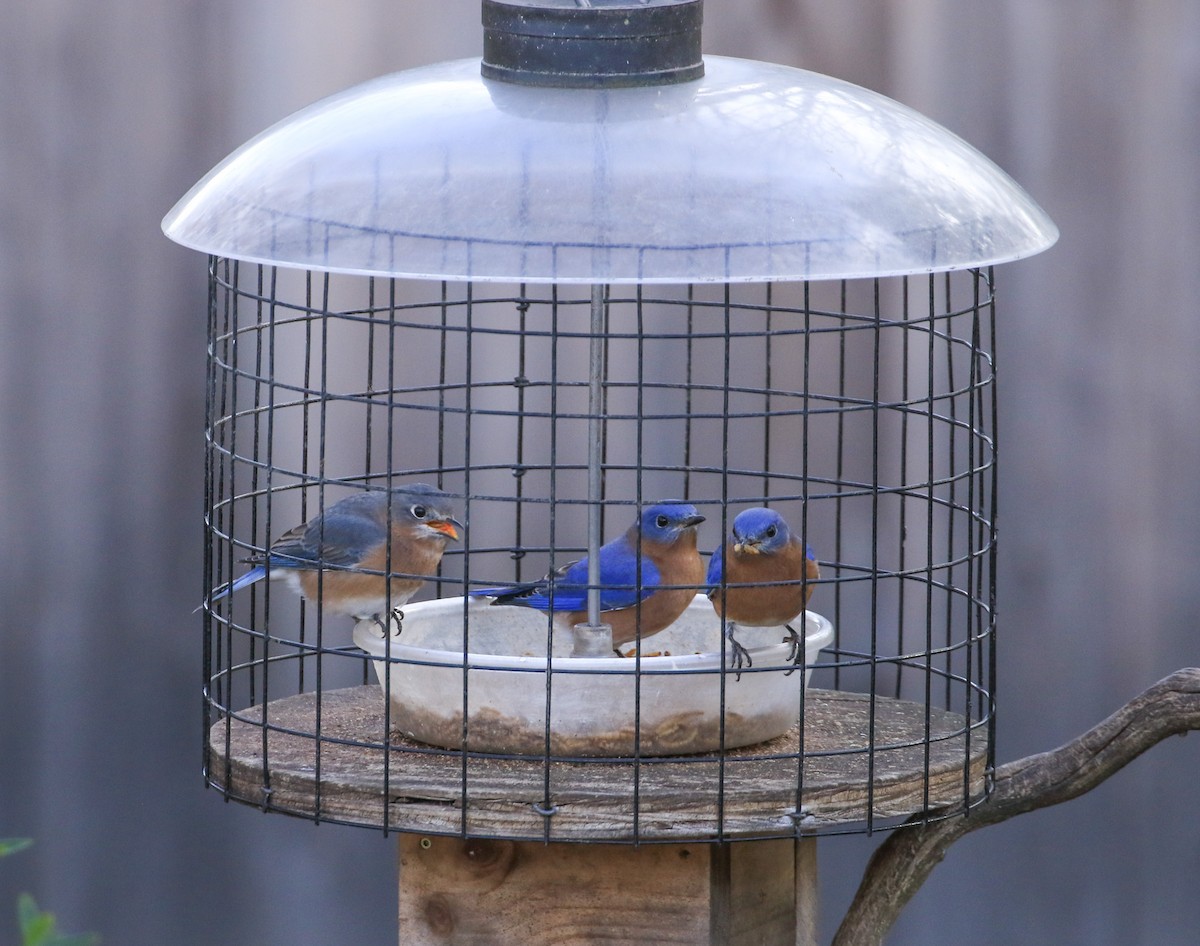 Doğulu Mavi Ardıç - ML645559603