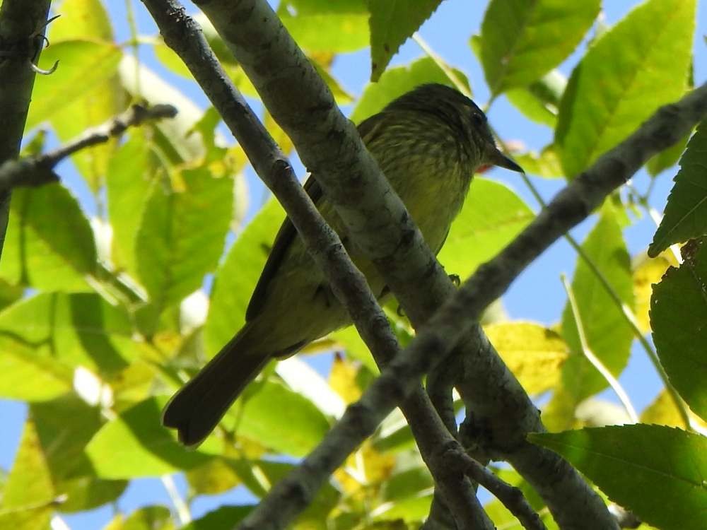 Тиранчик-мухолюб зелений - ML645559604