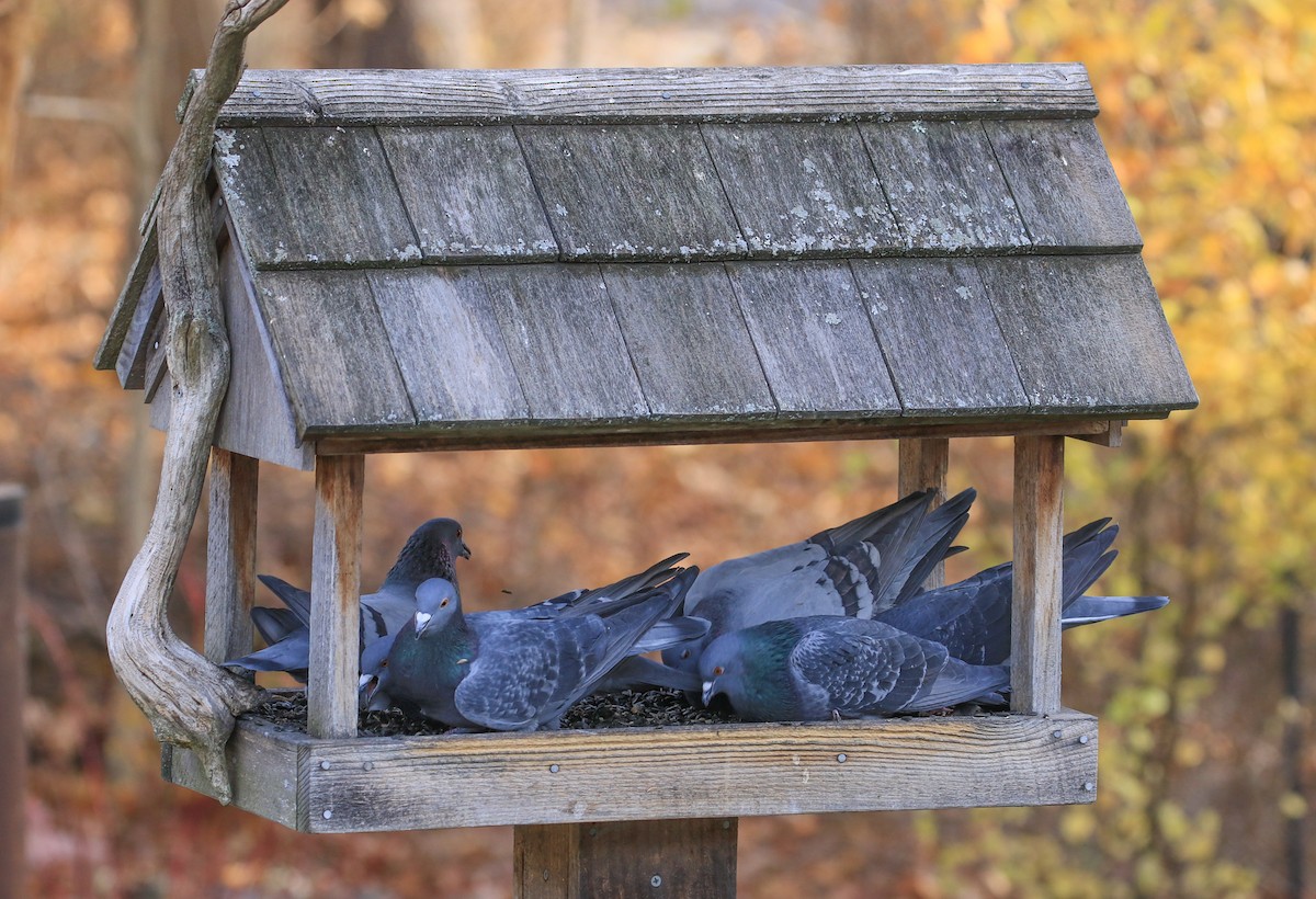 Kaya Güvercini (evcil tip) - ML645559606