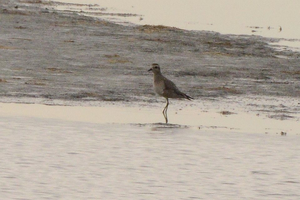 American Golden-Plover - ML645559607