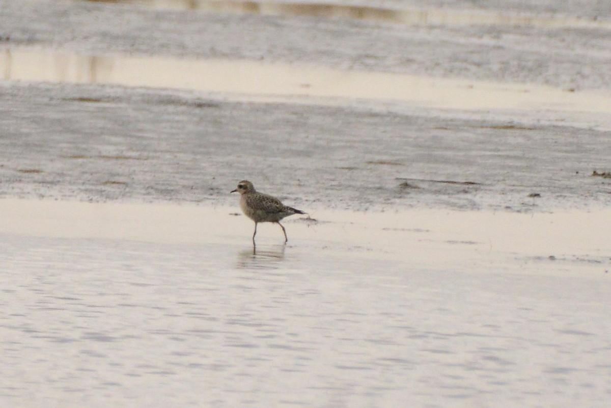 American Golden-Plover - ML645559608