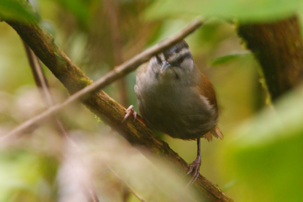 Gray-browed Wren - ML645559616