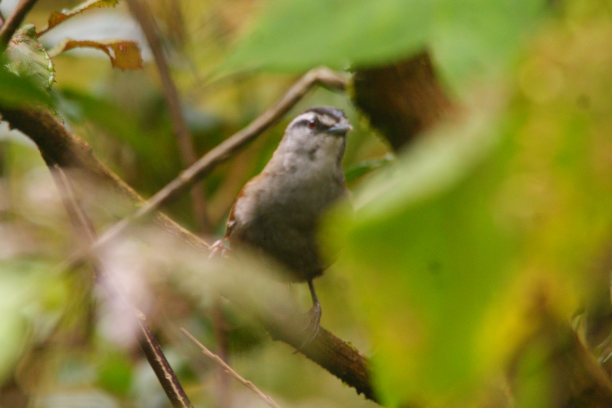 Gray-browed Wren - ML645559626