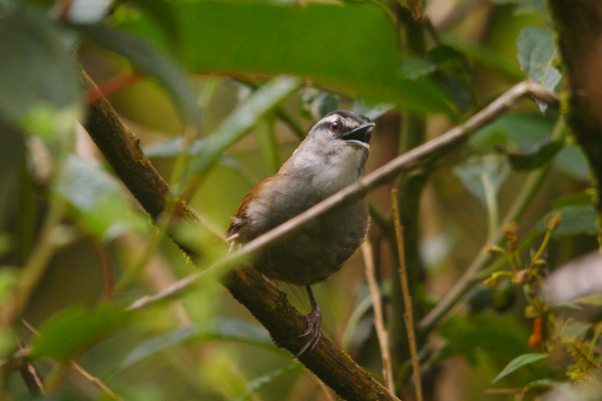 Gray-browed Wren - ML645559628