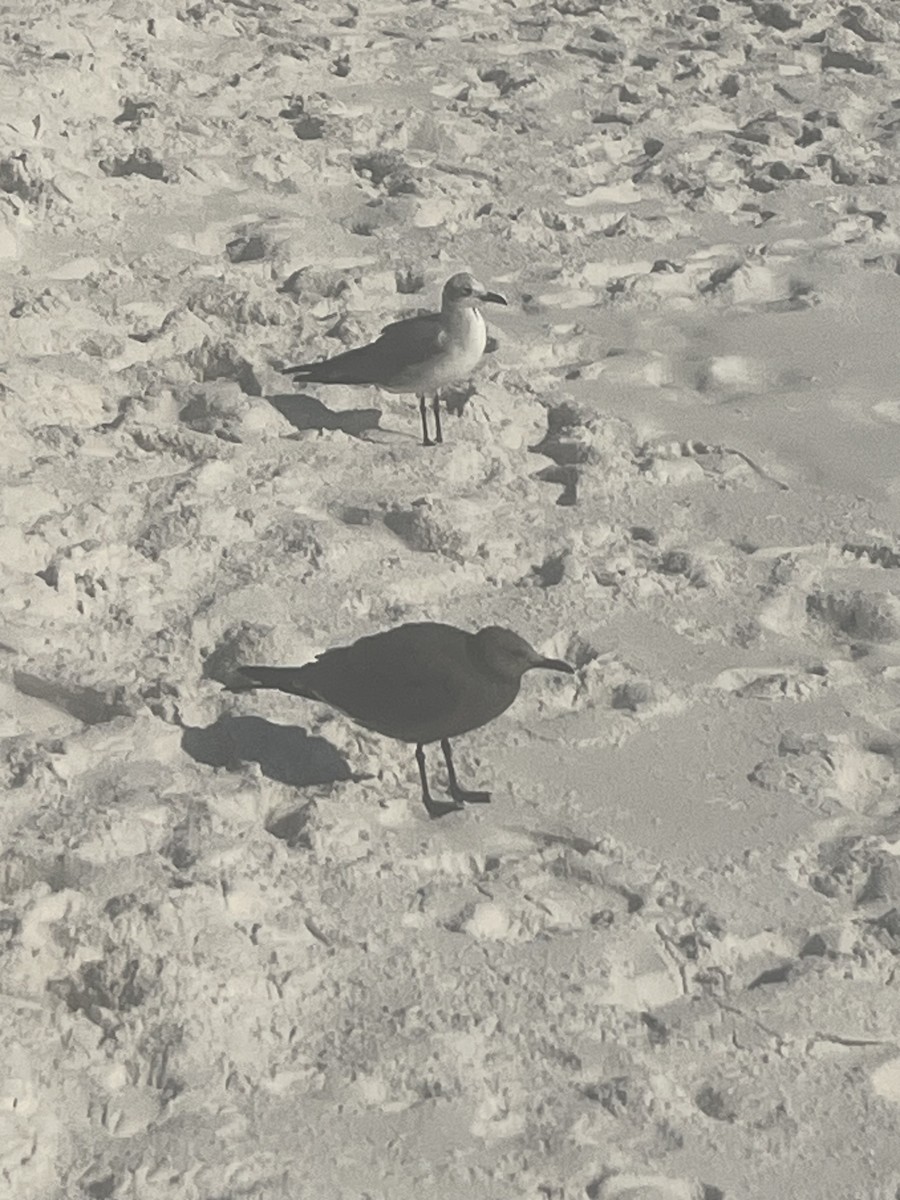 Kül Rengi Martı - ML645559644