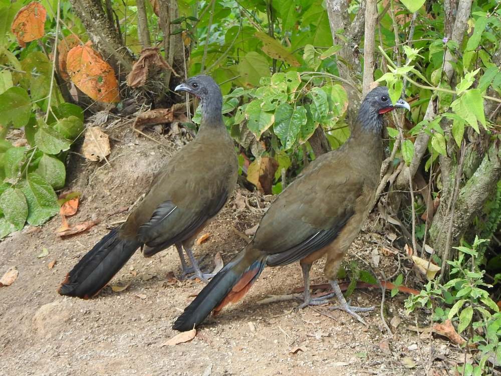 Чачалака рудогуза - ML645559650