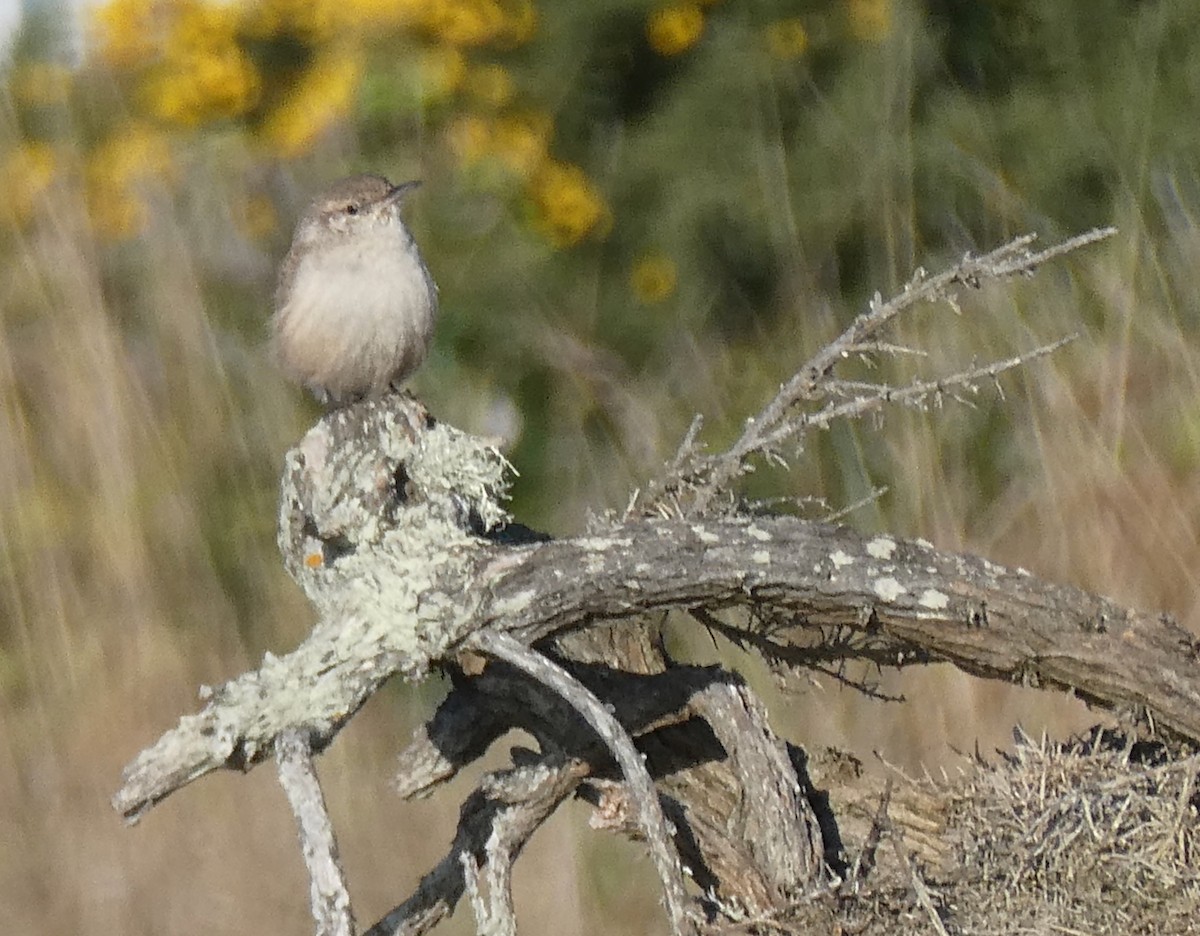 Rock Wren - ML645559661
