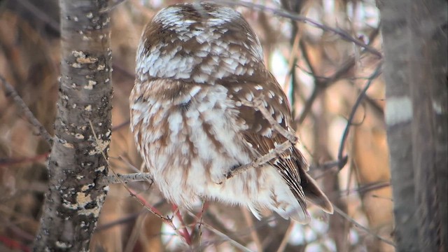 Paçalı Baykuş - ML645559662