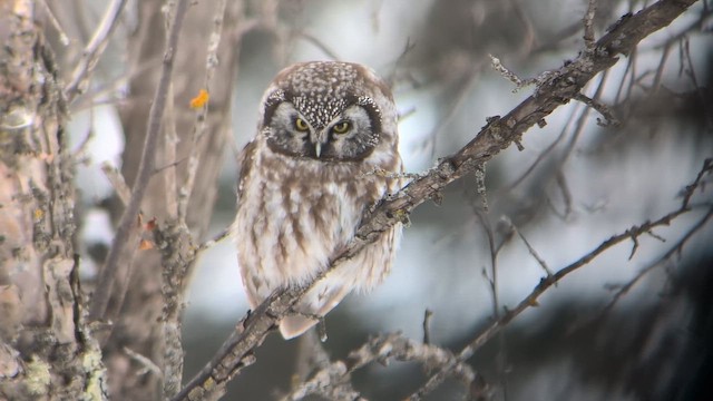 Paçalı Baykuş - ML645559663