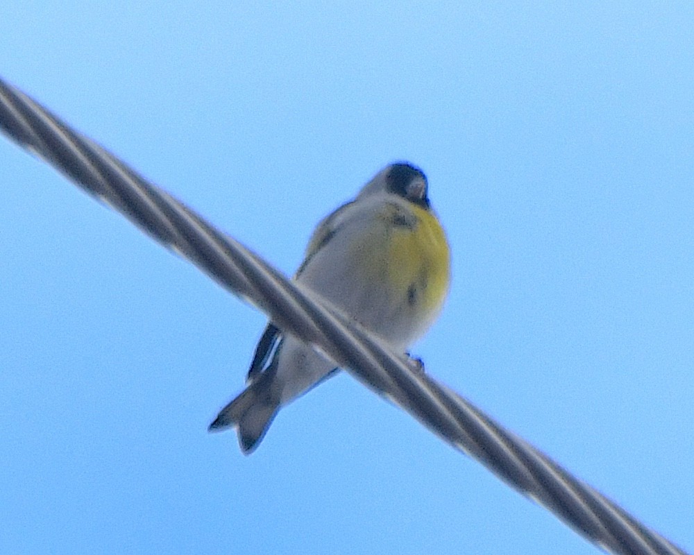Lawrence's Goldfinch - ML645559684