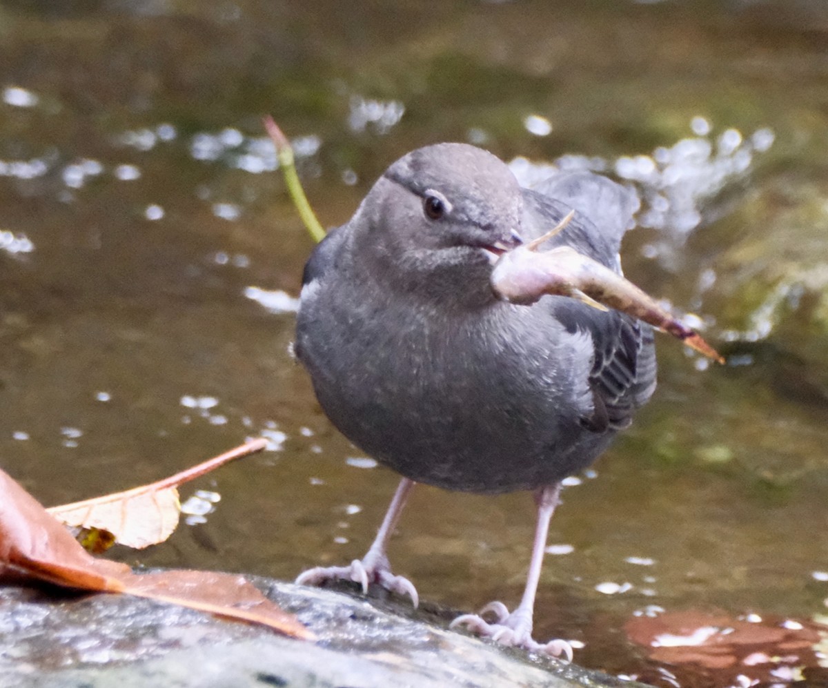 Ur-zozo iparramerikarra - ML645559685