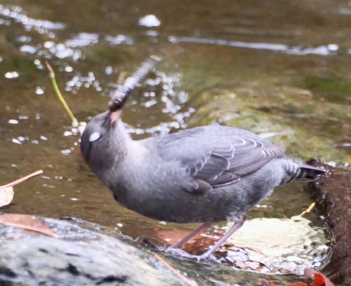 Ur-zozo iparramerikarra - ML645559686