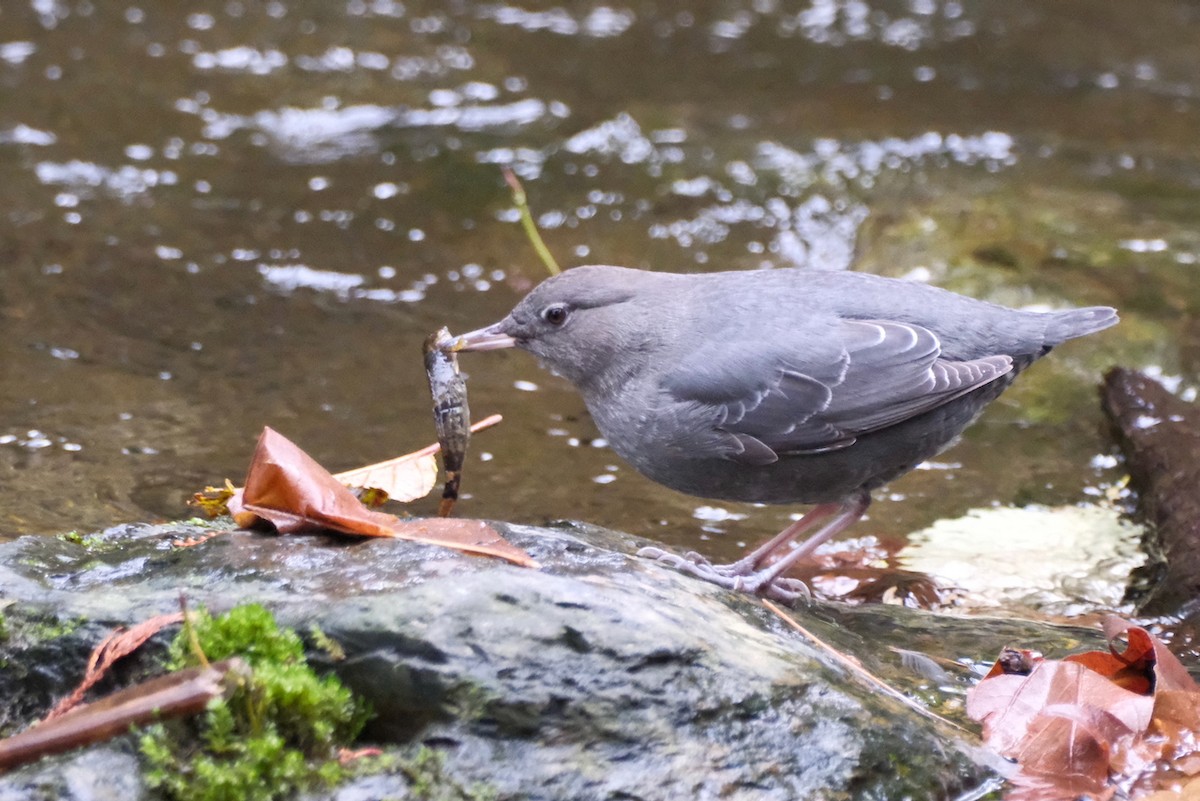 Ur-zozo iparramerikarra - ML645559687