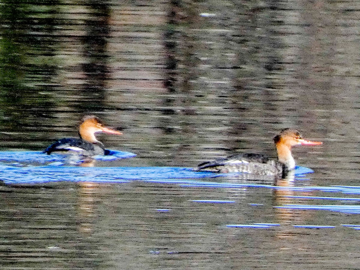 Red-breasted Merganser - ML645559699