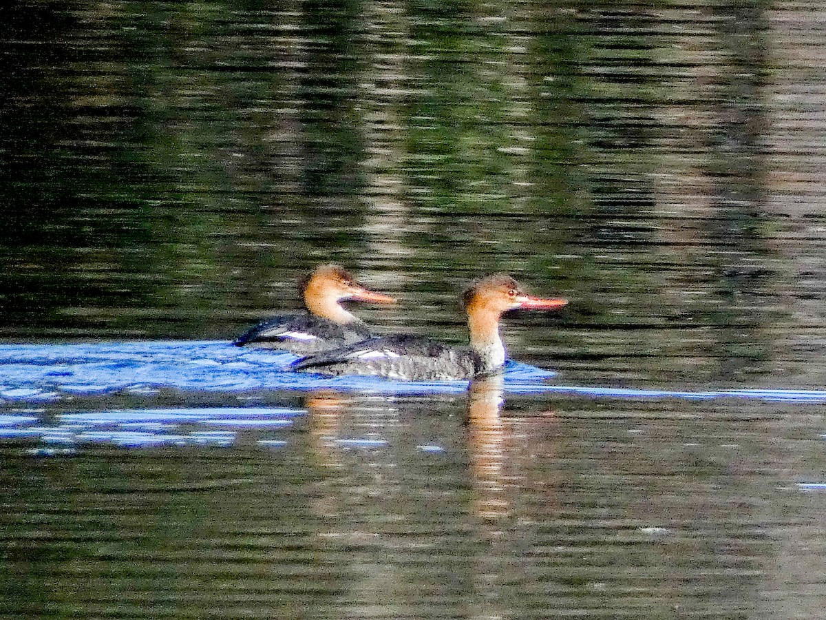 Red-breasted Merganser - ML645559700