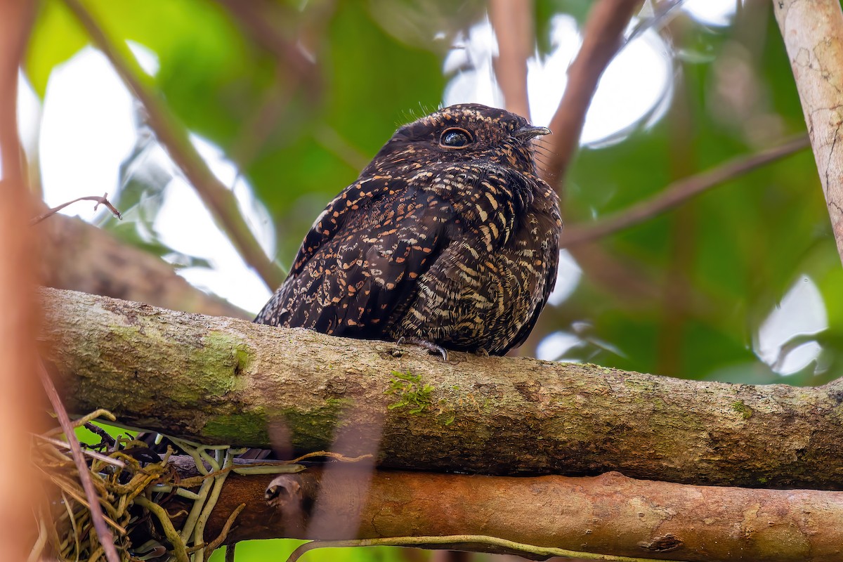 lelek černavý - ML645559703