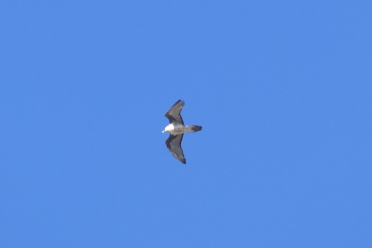 orlosup bradatý - ML645559710