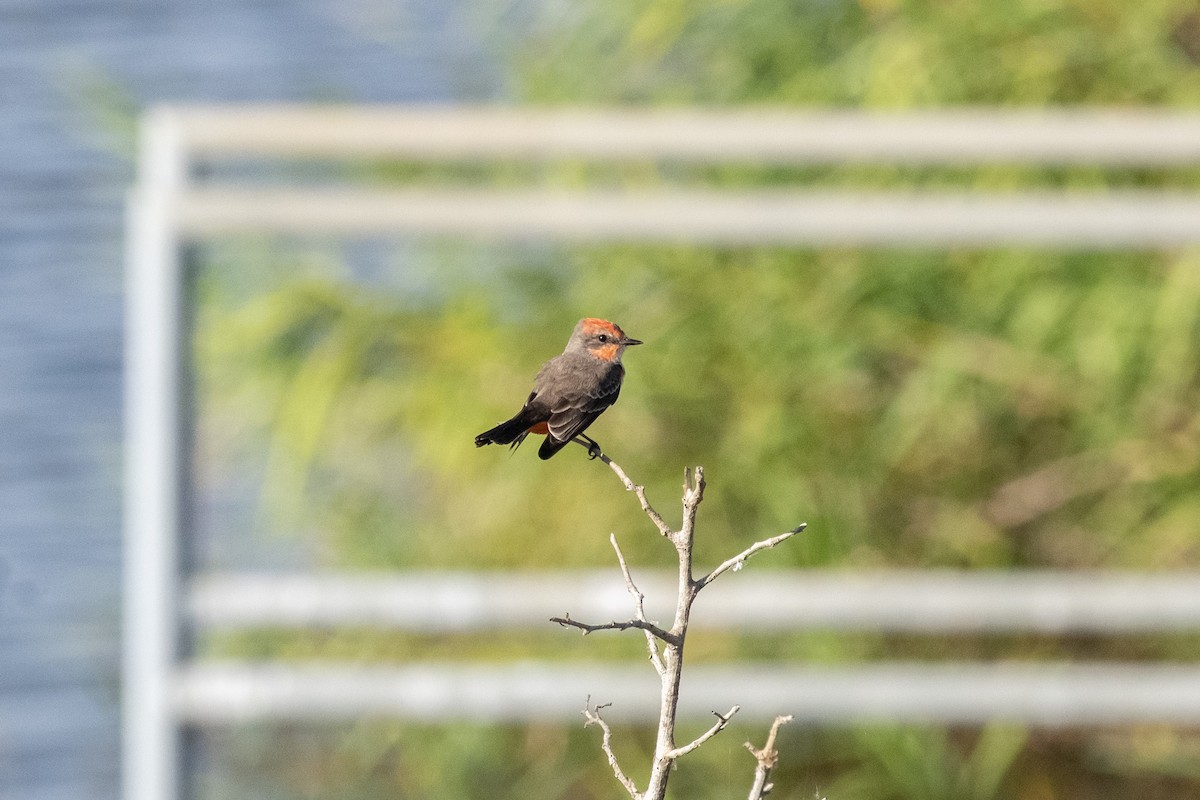 Vermilion Flycatcher - ML645559749