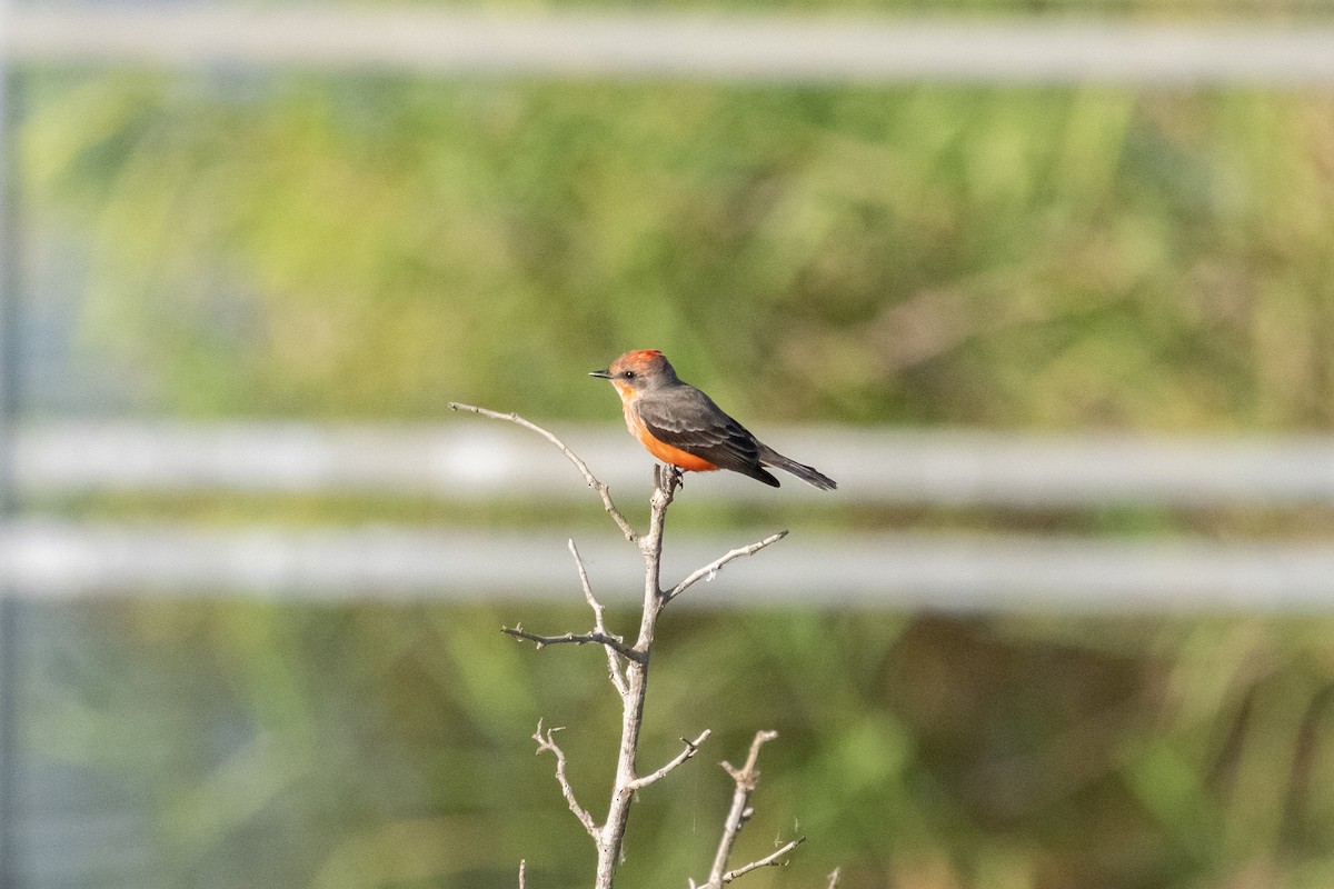 Vermilion Flycatcher - ML645559750