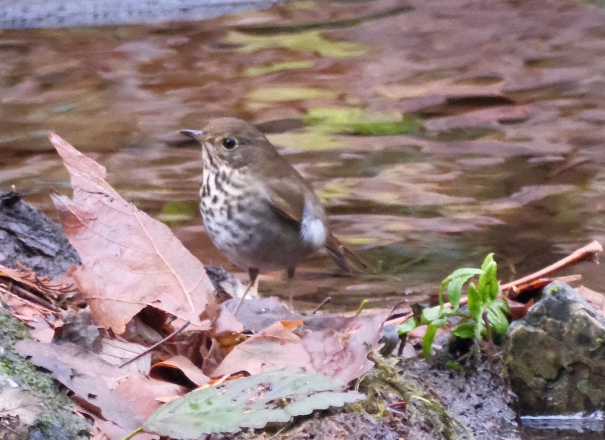 Hermit Thrush - ML645559753