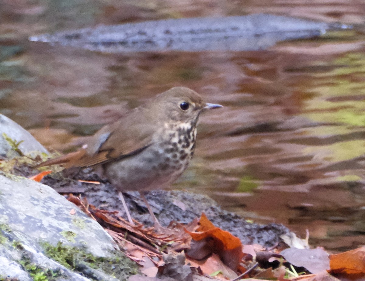 Hermit Thrush - ML645559754