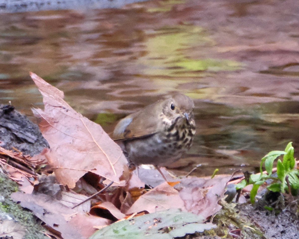 Hermit Thrush - ML645559755