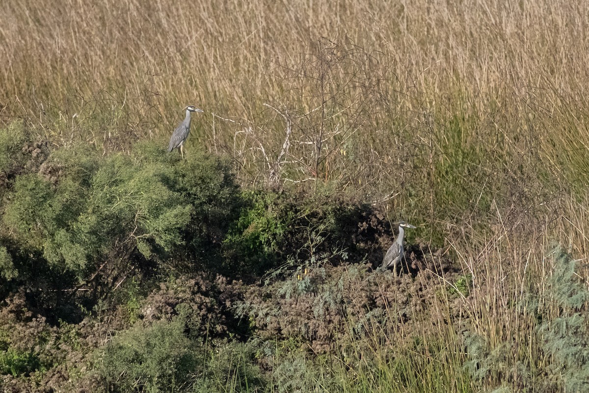 Yellow-crowned Night Heron - ML645559757