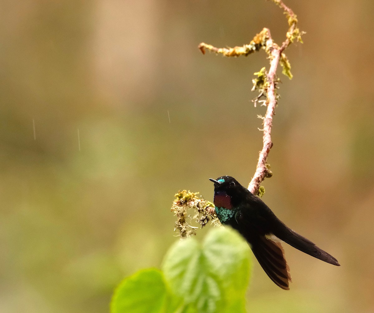 Tourmaline Sunangel - ML645559760