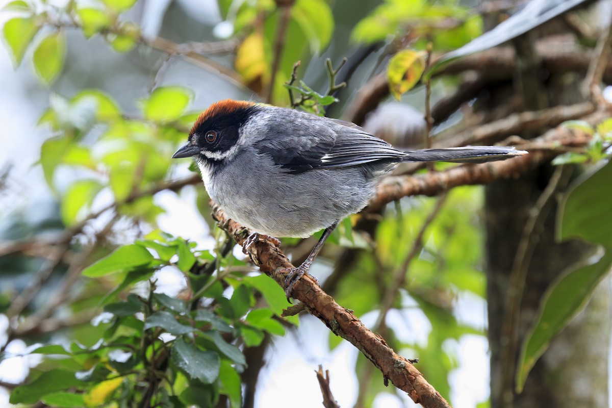 Northern Slaty Brushfinch - ML645559762