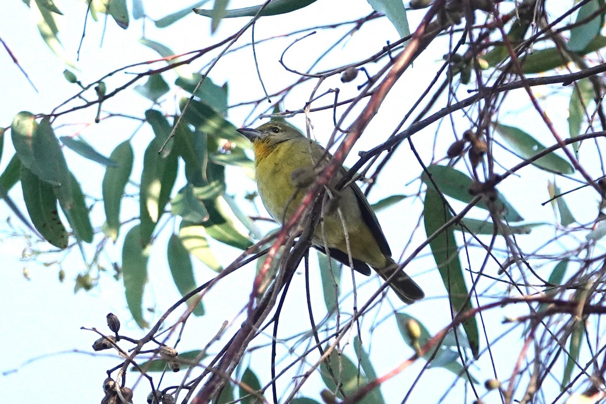 Hepatic Tanager - ML645559766