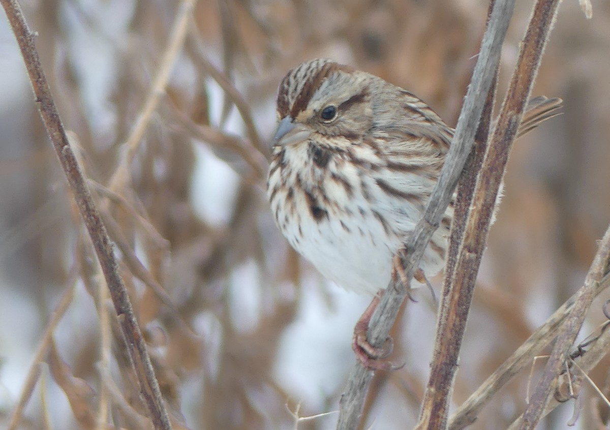 Song Sparrow - ML645559768