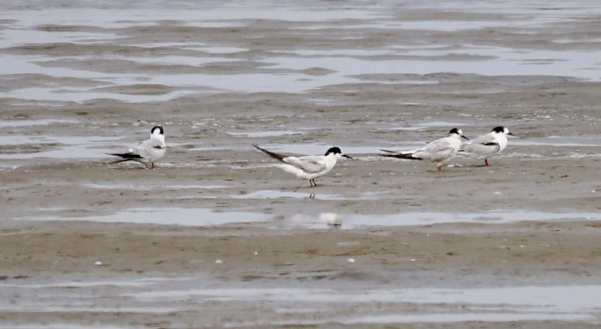 アジサシ - ML645559770