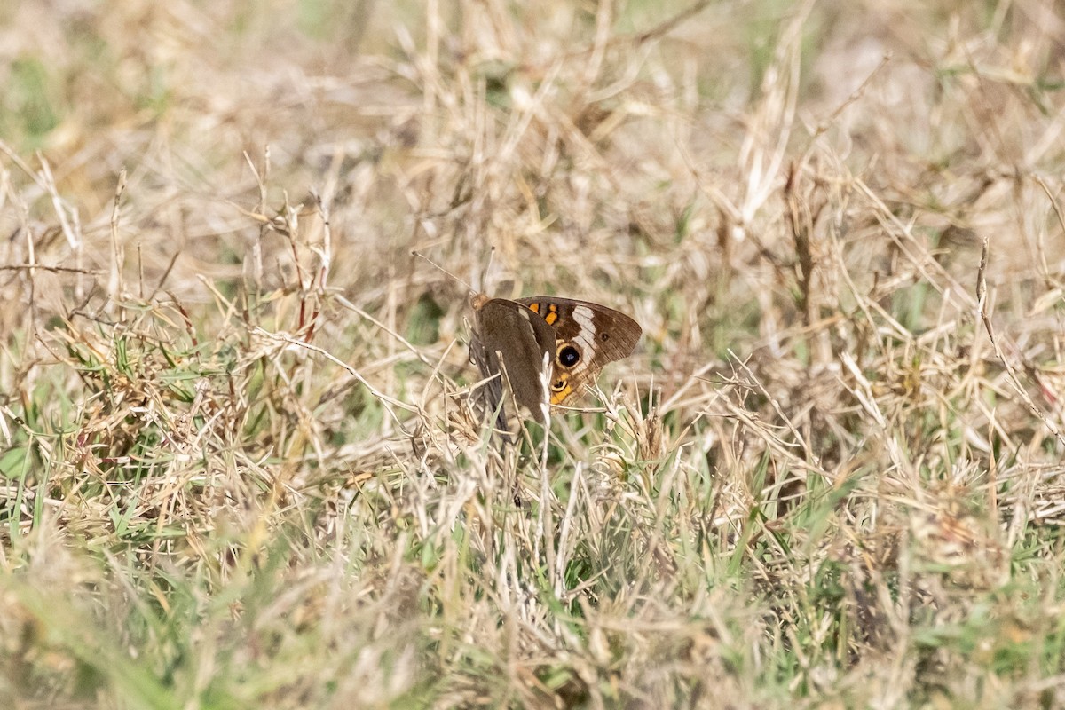Common Buckeye - ML645559772