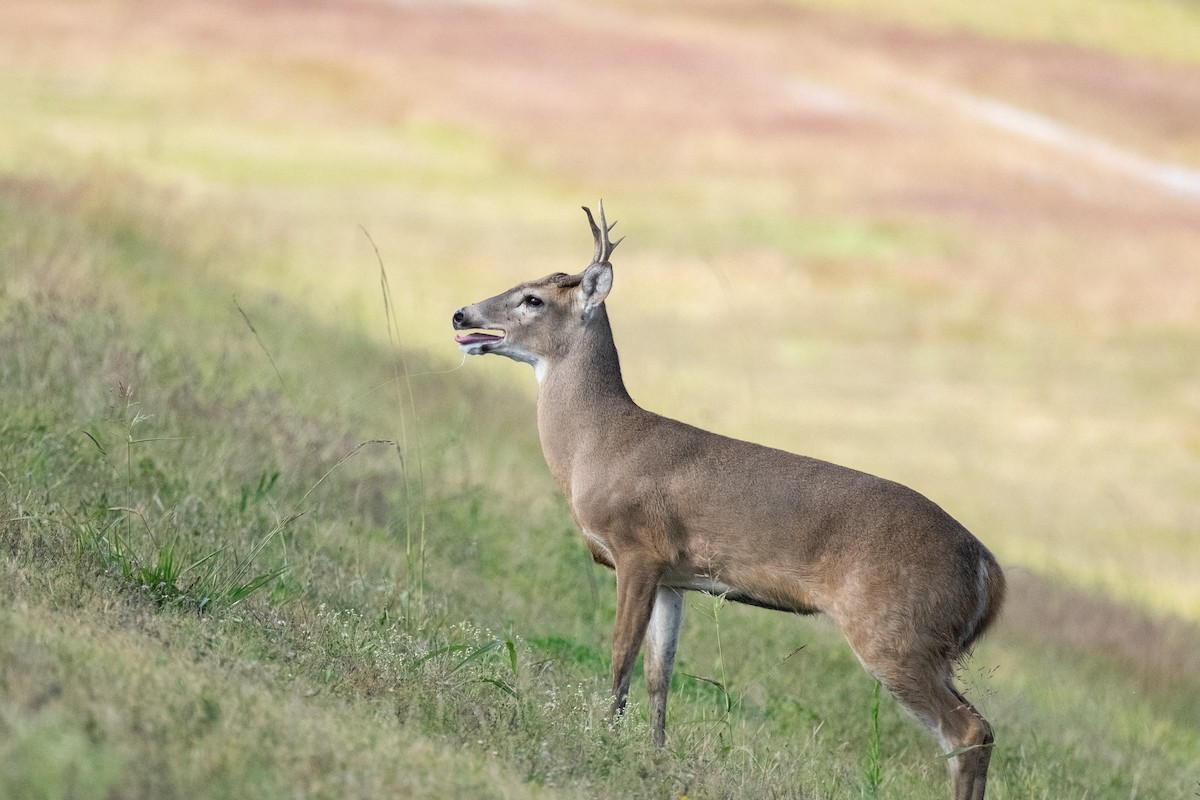 White-tailed Deer - ML645559773